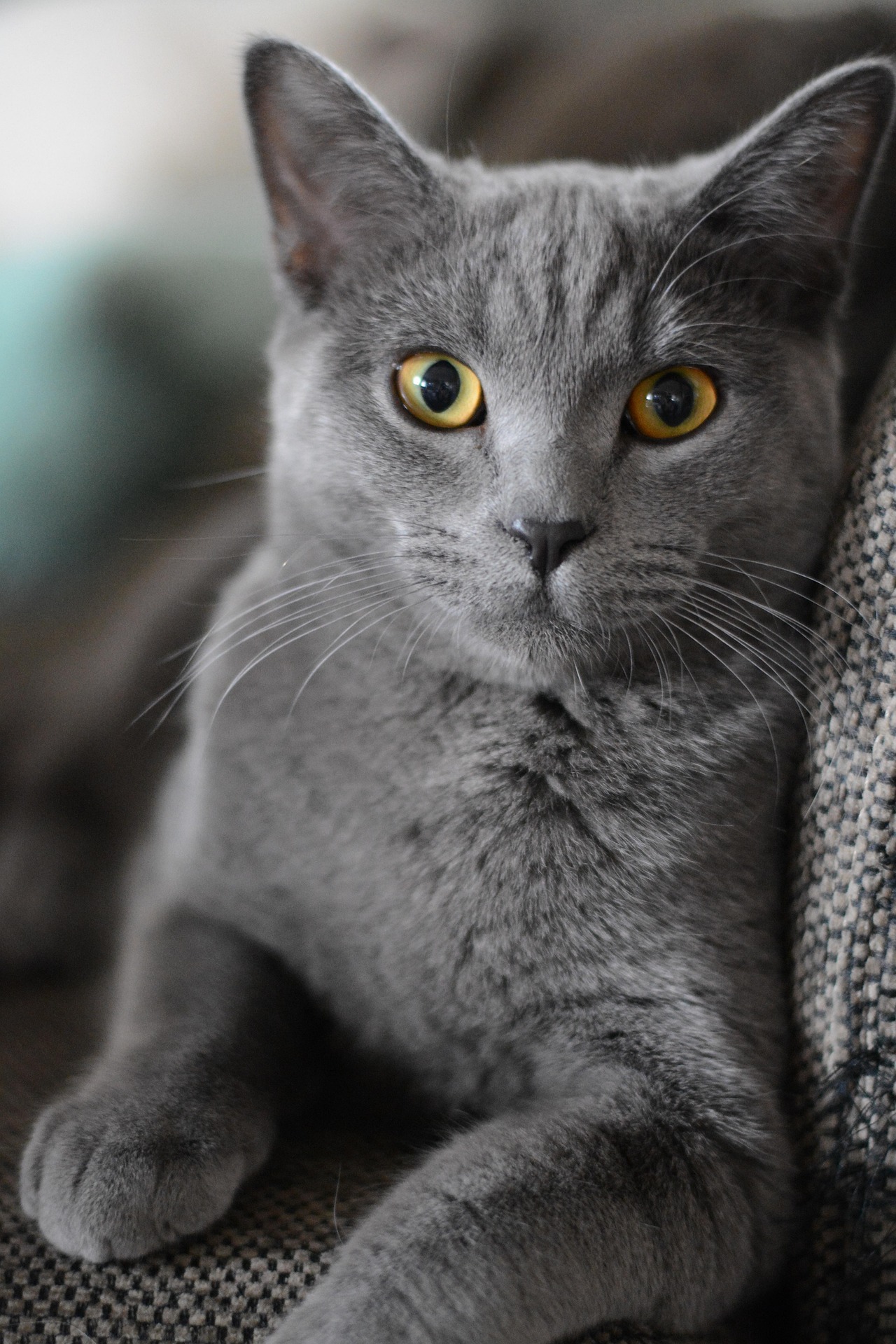 Grå katt med gula ögon som vilar i en fåtölj